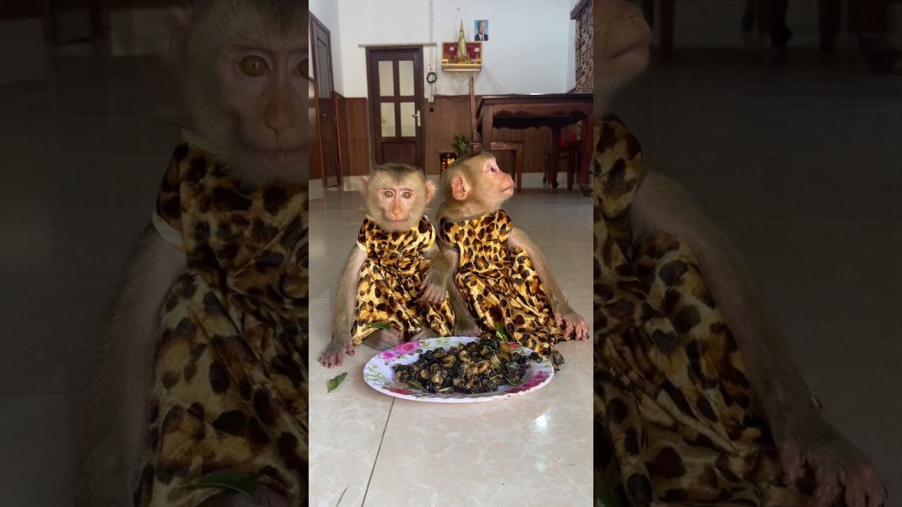 Really Lovel;y Monkey Home