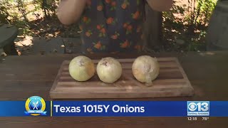 What's Unique About The Texas 1015Y Onion
