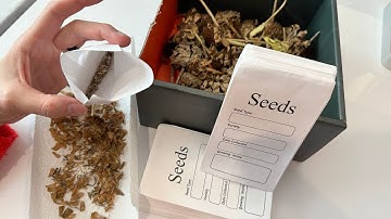 How to save seeds to plant next year!