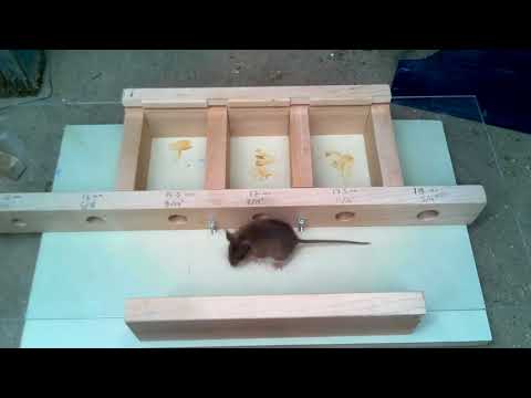 Bir fare ne kadar küçük bir delikten geçebilir? Deney.