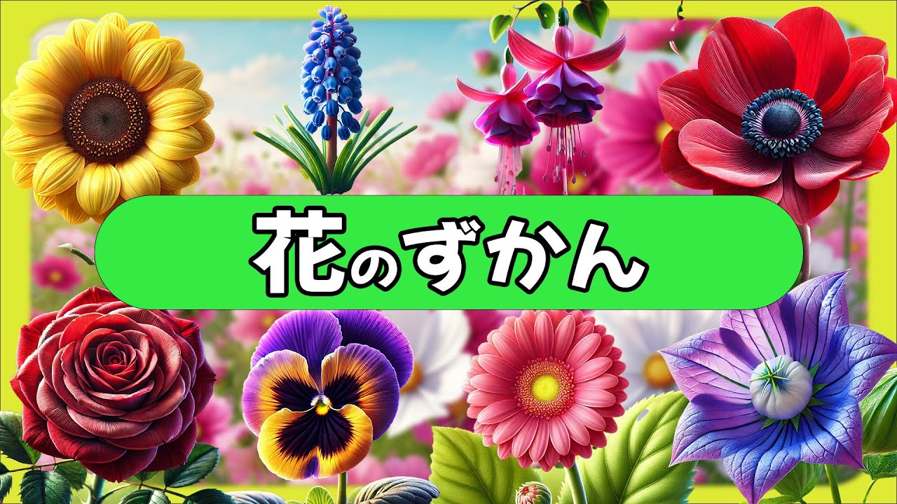 【花の名前】綺麗な花の写真図鑑-0歳から3歳向け(全48種類) - YouTube