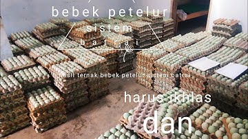 Bebek petelur sistem kandang batrai