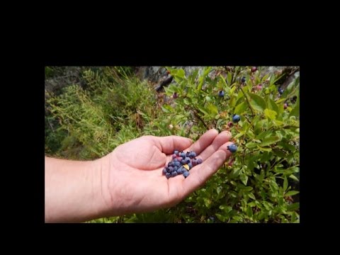 Finding Upper Michigan's Wild Blueberries..