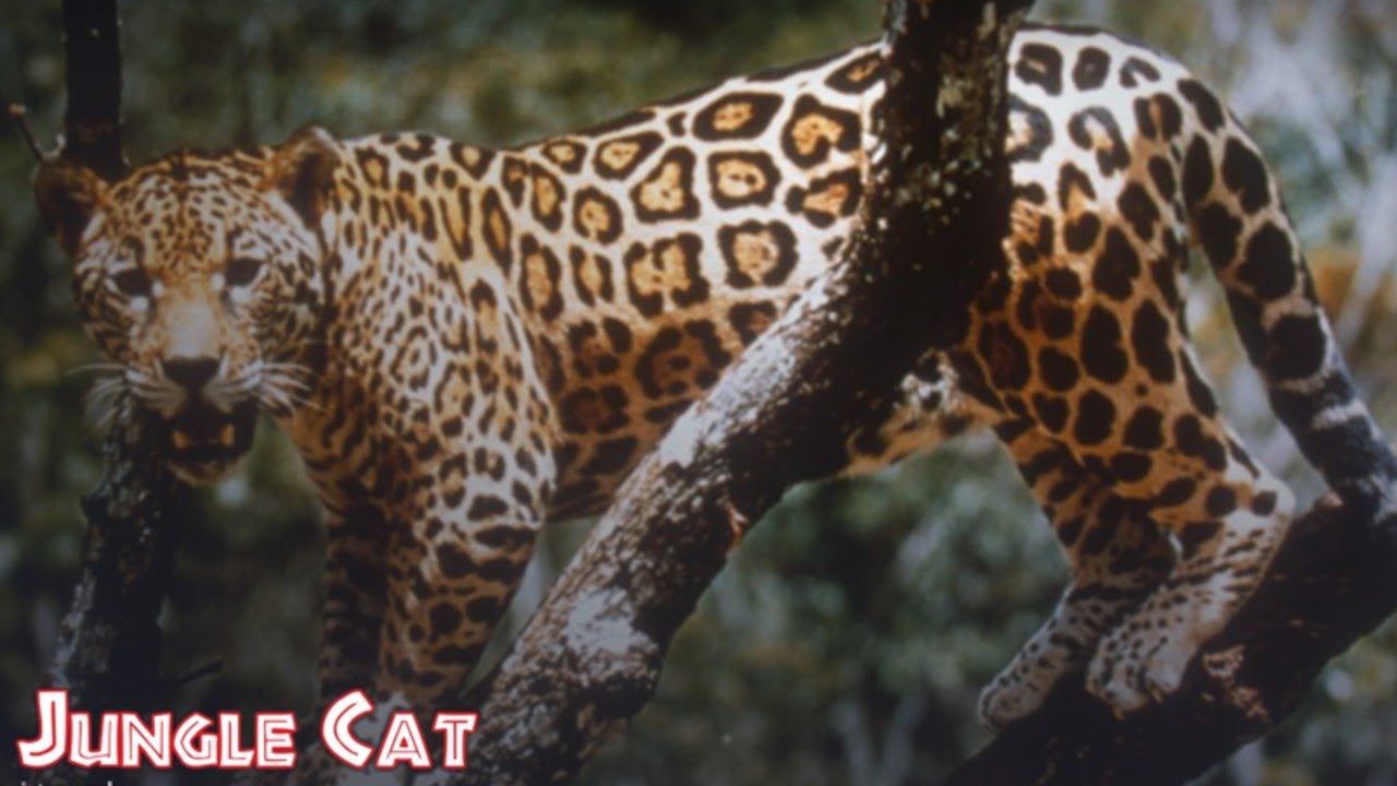 Jungle Cat 1960 Disney Nature Documentary Film