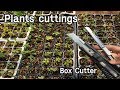 커터칼 하나면 삽목,접목,접삽목이 가능하다!?ㅣFigs cuttings with a box cutterㅣBlueberry , Fig , Plum
