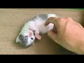 Everyone wants to touch the kitten&#39;s perfectly full belly