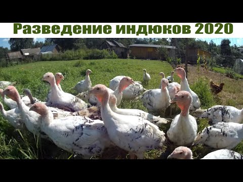 Video: Палоо индюк менен кантип бышырылат