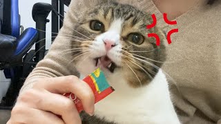 怒っていてもチュールは食べる猫www