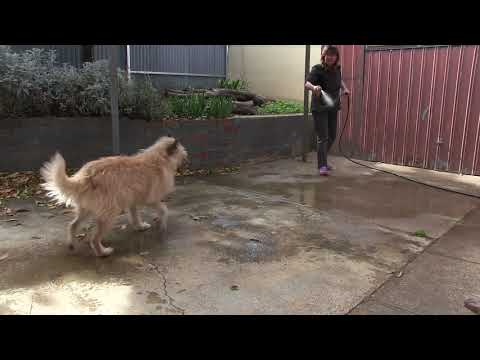 Vídeo: Como usar o princípio de Premack no treinamento do cão