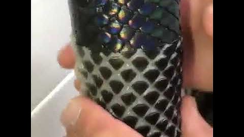 Cận Cảnh Rắn Lột Da