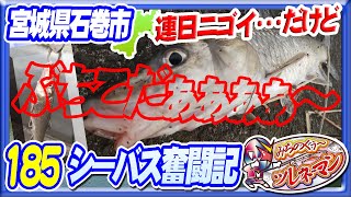 【シーバス奮闘記185】ぶちこだぁぁぁぁ彡連日のゴイニーｗ【北上川】