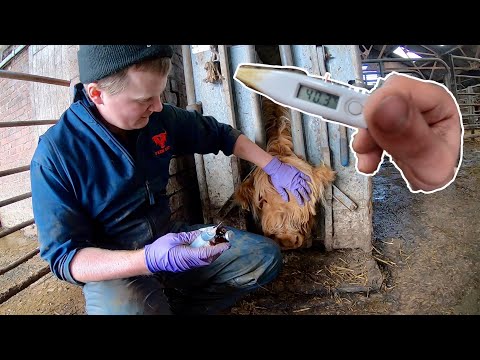 Video: Found A Calf With A Fifth Leg On The Back - Alternative View