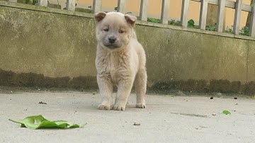 Chó Hmông Cộc vàng kem sữa 55 ngày tuổi (Hà Giang)