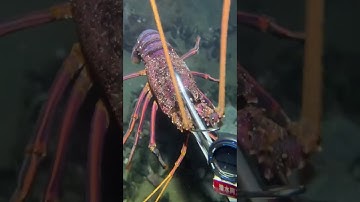 LIVE🔴-I catching seafood on the seafloor. Look what I caught.-Z1019-3#fishing #ocean #deepsea #beach