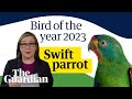 And the winner is ... swift parrot announced as the 2023 Australian bird of the year