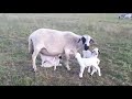 Meatmaster ewe with 4 lambs