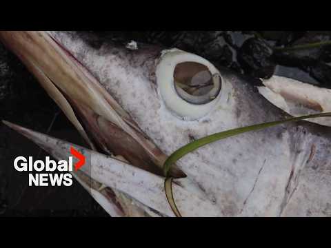 A curious and troubling discovery of a dead swordfish has scientists worried