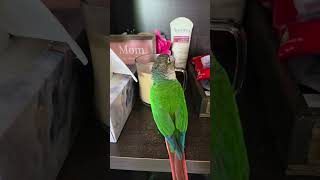 Parrot crazy for coffee. #birds. #parrotplaytime.