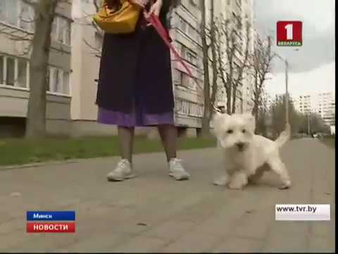 Пообедать с собакой теперь можно в минском кафе