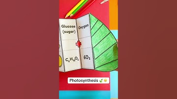 The process of photosynthesis cut and paste science activity for interactive notebooks 🍃