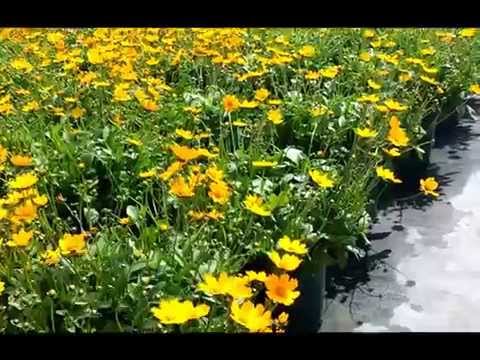 Video: Coreopsis Auricular