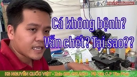 Cá Hao Hàng Loạt Mà Không Rõ Nguyên Nhân Do Đâu? Kỹ Thuật Điều Trị Bệnh Cá.