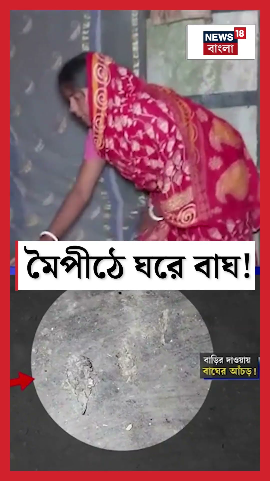 গৃহস্থের দুয়ারে বাঘের গর্জন! আতঙ্কে এলাকাবাসী | Tiger | #shorts