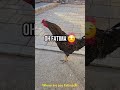 Where Are You Fatima Memes Funny Fatima Viralvideo Foryou Most Funnyvideo Chicken 