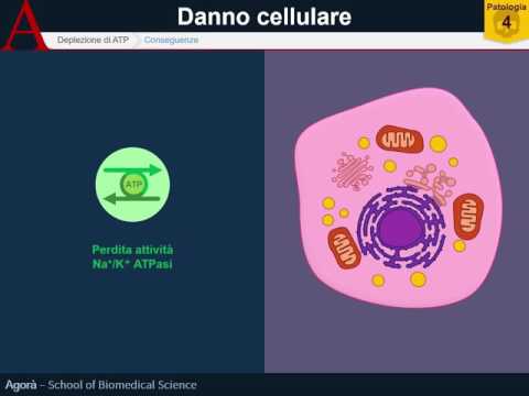 Video: Aumento Del Contenuto Di Acido Lattico Associato Alla Deplezione Della Matrice Extracellulare In Una Degenerazione Del Disco Suino Indotta Da Lesione Anulare Superficiale