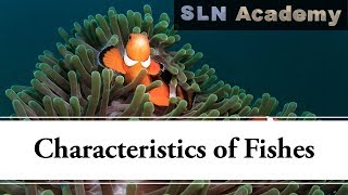 Fish - Educational video for kids - What are the characteristics of a fish?
