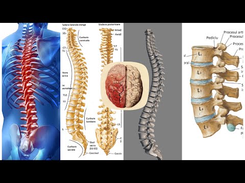 Video: Din ce este alcătuită coloana vertebrală a Internetului?