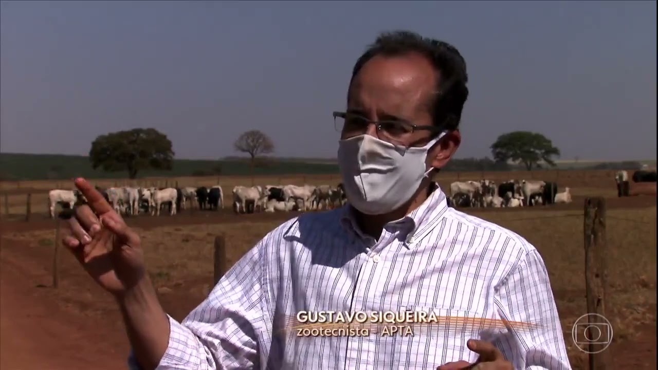 Sindi Castilho - Você conhece o boi 777?