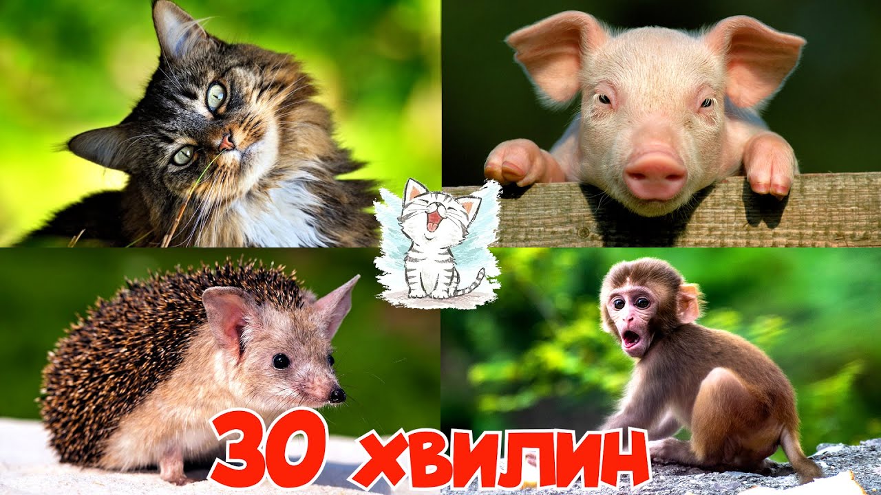 Тварина та їх звуки для дітей. Як говорять тварини