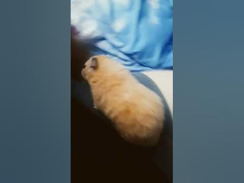 хомяк - YouTube