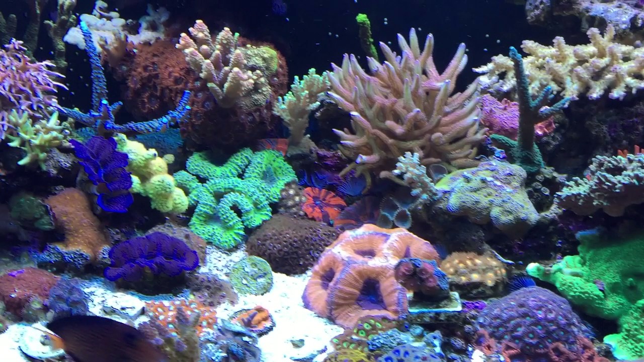 Polyps Marine Aquarium - YouTube