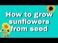 How to grow sunflowers from seed part 1