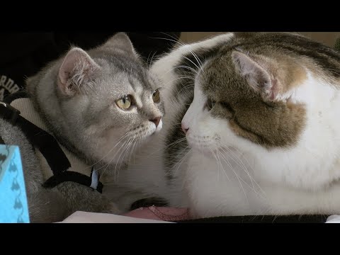 Video: Výstava koček v Moskvě: plán. Mezinárodní výstava koček v Moskvě