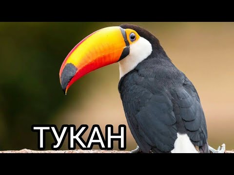 Тукан птица. Образ жизни и среда обитания.