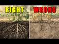 Your Plants Are Dying of Thirst (Even Though You Water Every Day)
