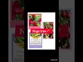 GI tag#geographical indication#naga chili#naga tomato#nagacucumber#horticulturist #new#gk#2024