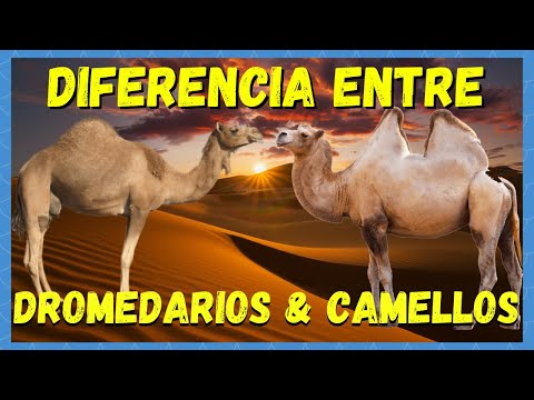 Video: ¿Qué tipos de camellos hay?