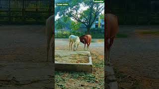 Allah Almighty has created every living creature in pairs. #quranvoice #islamicvideo