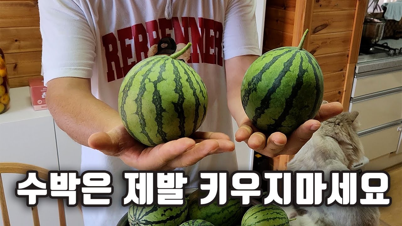 수박은 제발 키우지 마세요!
