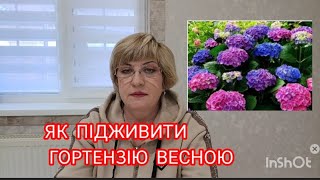 КОЛИ І ЧИМ ПІДЖИВИТИ ГОРТЕНЗІЮ ВЕСНОЮ? #гортенземанка