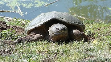 Common Snapping Turtle Nesting May 2020
