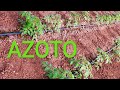AZOTO per il Pomodoro vediamo come raggiungere l'alta Qualità dei Frutti