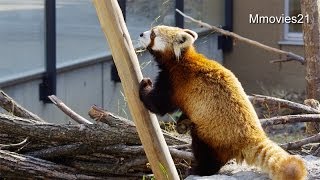 鳴きながら丸太を登るギン~Red Pandas