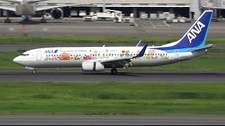 ANA Tohoku Flower Jet Livery Boeing 737-800 JA85AN Landing at HND 34L