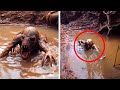 What a Man Just Captured in a Swamp TERRIFIES The Whole World