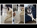 Dramatic mini husky loses his mind when he sees reflection for the first time